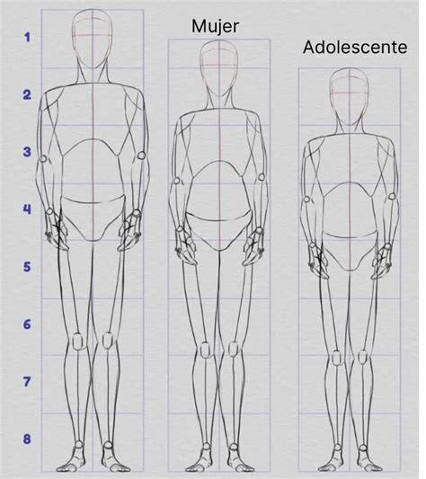 Progresión de proporciones corporales: infancia a adolescencia