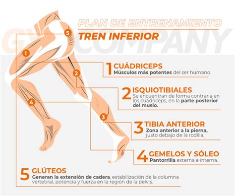 Esquema de las partes del tren inferior humano con indicación de posibles puntos de afectación