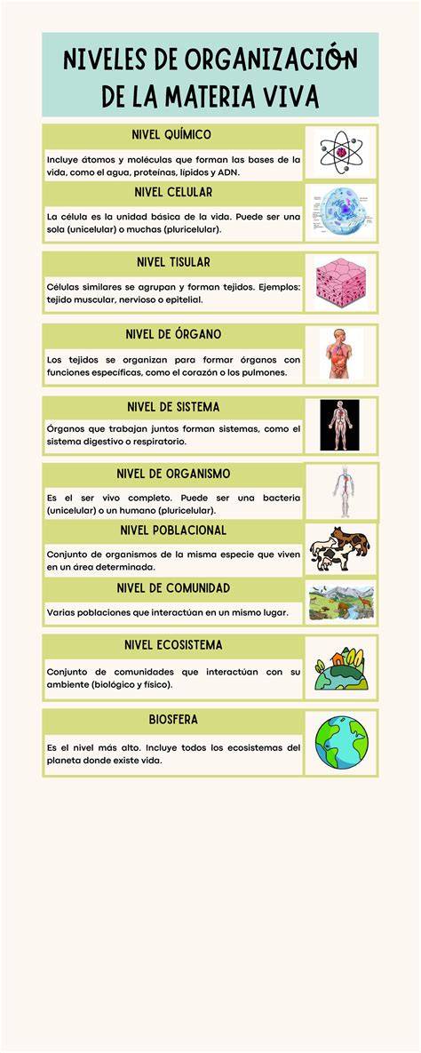 Infografía: Niveles de funcionalidad y ejemplos de actividades