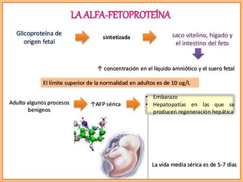 Infografía: Producción de alfafetoproteína en el feto