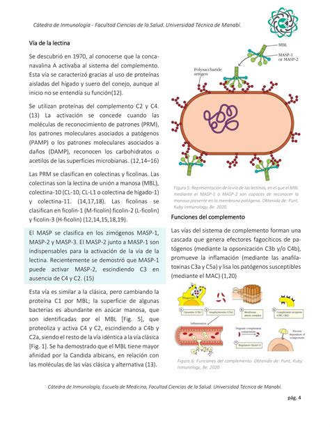 Infografía: Glicoformas de AFP y su reconocimiento por lectinas (basado en Figura 2 del borrador)