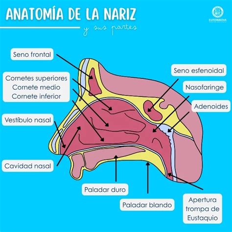 Esquema de las estructuras nasales y cómo cambian con la edad
