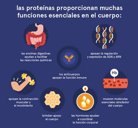 Infografía sobre los beneficios de las proteínas en la tercera edad: fuerza muscular, movilidad y bienestar mental.