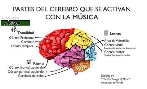 Infografía detallando las áreas del cerebro activadas por la música y sus beneficios cognitivos.