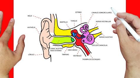 Esquema del oído humano y las áreas afectadas por la cofosis