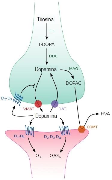 Esquema del mecanismo de acción de la risperidona en receptores de dopamina y serotonina en el cerebro