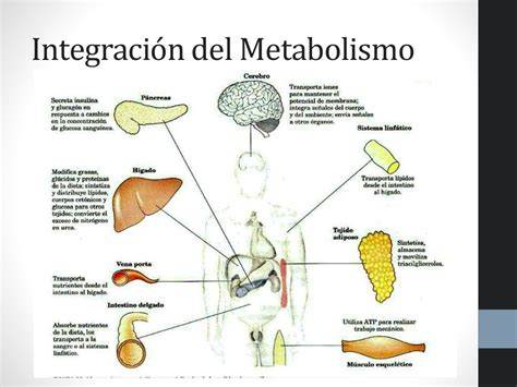 Diagrama de la regulación metabólica y energética en el envejecimiento
