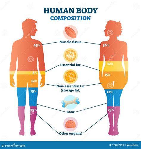 Infografía sobre la composición del cuerpo humano y la importancia del agua.