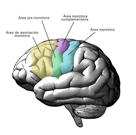 Esquema de las diferentes áreas cerebrales implicadas en las praxias