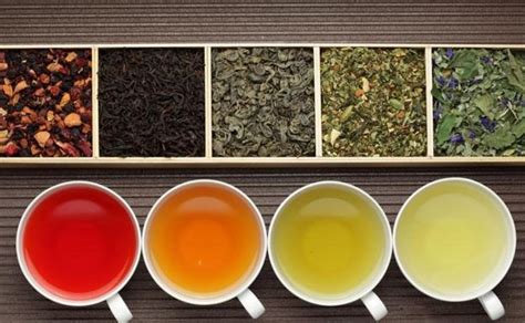 Esquema de las diferentes variedades de té (verde, negro, oolong) y su procesamiento