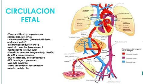 Esquema de la producción de AFP en el feto y su paso a la circulación materna