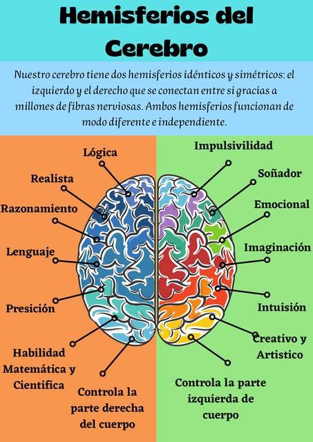Infografía: Cerebro humano mostrando hemisferios y sus funciones