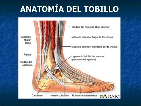 Esquema de los ligamentos del tobillo