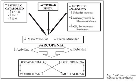 Esquema de las causas y efectos de la sarcopenia en el cuerpo humano