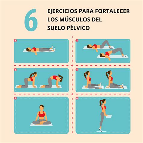Ilustración de músculos del suelo pélvico para ejercicios de fortalecimiento