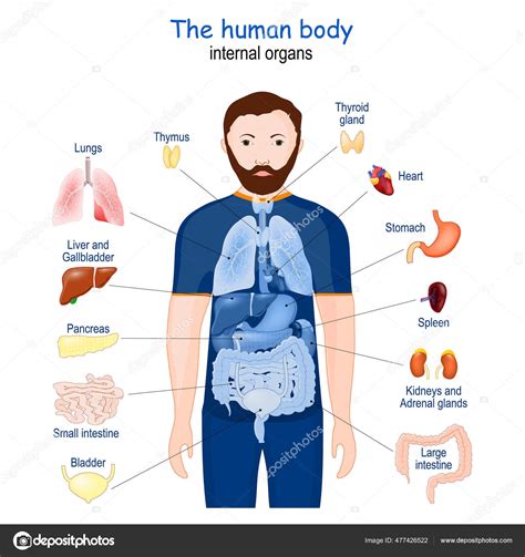 Infografía sobre los órganos internos y posibles deficiencias que causan discapacidad visceral