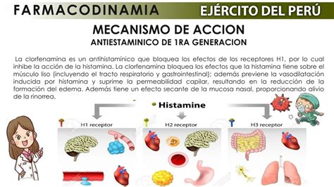 Infografía: Mecanismo de acción de la clorfenamina