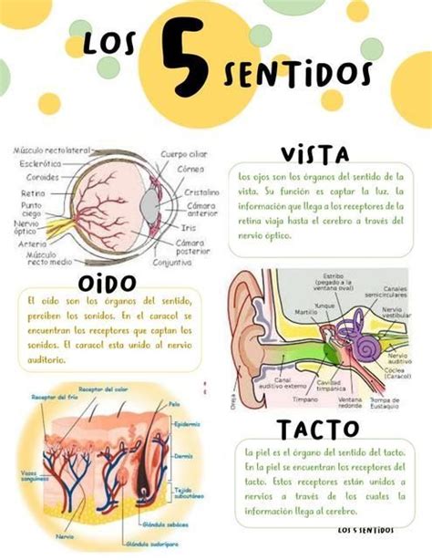 Infografía que muestra los cinco sentidos y cómo se ven afectados por el envejecimiento, con énfasis en el tacto.