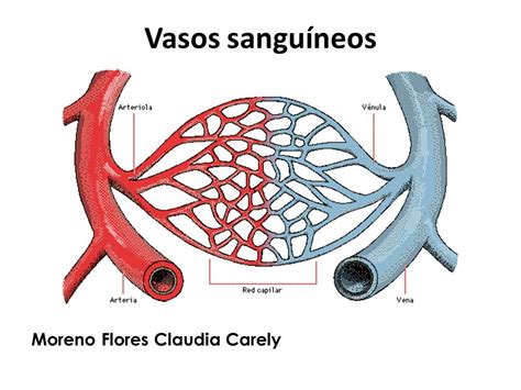 Diagrama de vasos sanguíneos estrechándose en los dedos