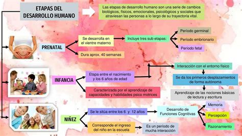 Esquema visual de las etapas del desarrollo humano con rangos de edad