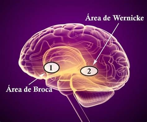 Mapa cerebral destacando las áreas de Broca y Wernicke relacionadas con el lenguaje