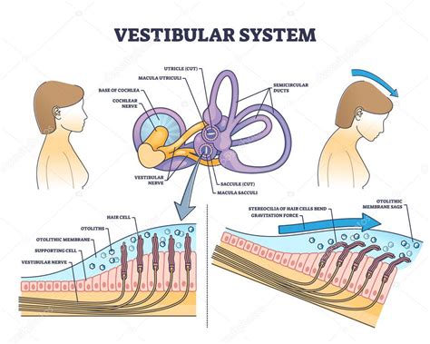 Diagrama: Sistema vestibular y equilibrio