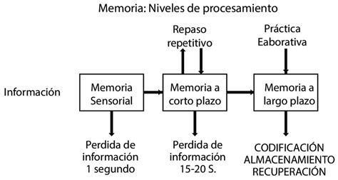 Esquema que ilustra los niveles de procesamiento del lenguaje.