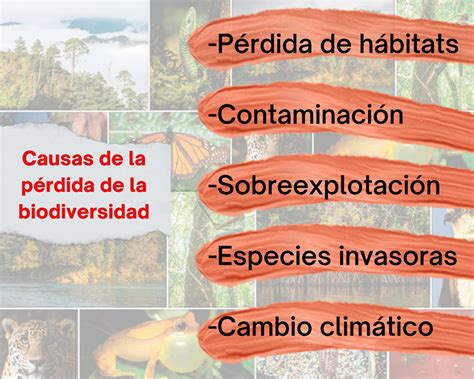 Esquema de las causas de la pérdida de biodiversidad