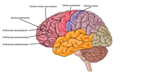 Diagrama del lóbulo frontal y sus zonas funcionales.