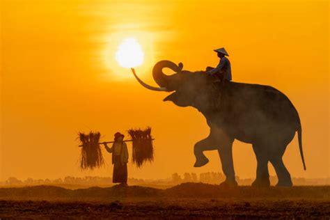 Representación de un mahout con un elefante en un entorno tradicional