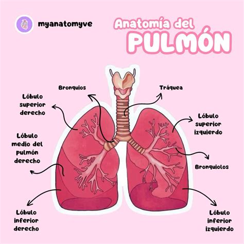 Esquema anatómico comparativo: tórax y pulmones de un adulto joven frente a un adulto mayor, destacando la rigidez costal y la distensión alveolar.