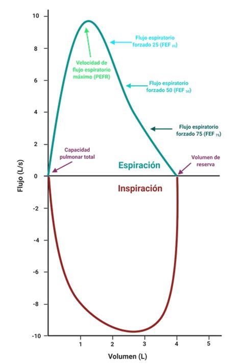 Gráfico de curva flujo-volumen mostrando la diferencia en el flujo espiratorio máximo entre jóvenes y adultos mayores.