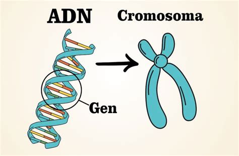 Ilustración de la estructura del ADN y el gen MC1R, con un enfoque en la pigmentación de la piel y la protección UV