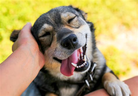 Foto de un perro feliz con su cuidador en un parque