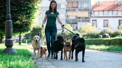Infografía: Beneficios de un cuidador de perros profesional