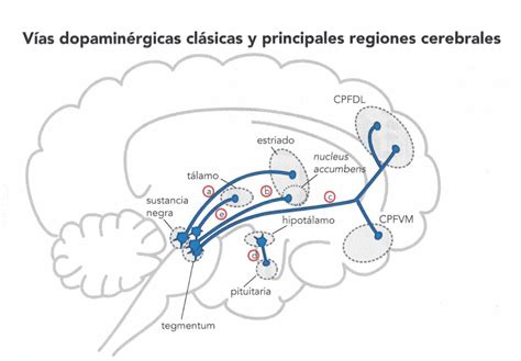 Esquema de las vías neuronales implicadas en el control de impulsos en el cerebro.