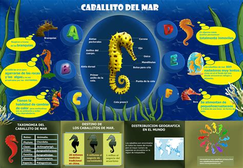 Esquema de las principales características morfológicas de un caballito de mar