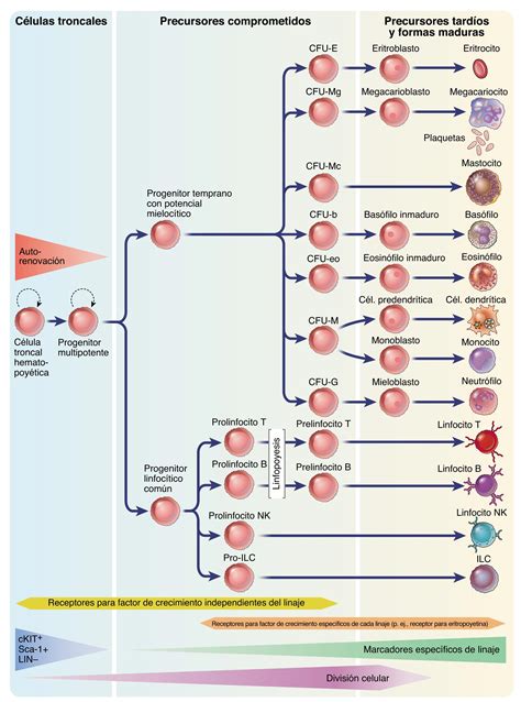 Esquema del proceso de hematopoyesis, mostrando la diferenciación de células madre hematopoyéticas en líneas mieloides y linfoides.