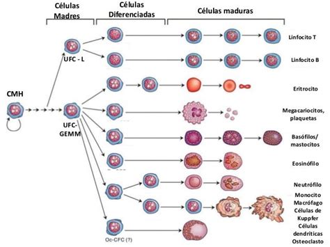 Microfotografía de las diferentes etapas de maduración de los granulocitos en la médula ósea.
