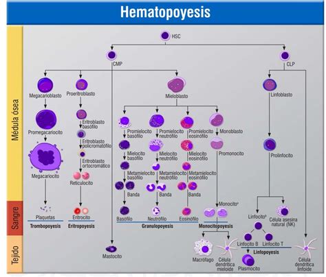 Representación esquemática de la hematopoyesis extramedular, señalando los órganos más comúnmente afectados.