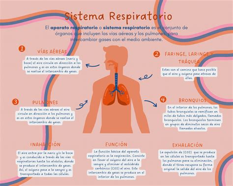Esquema de un sistema respiratorio humano con indicación de cambios relacionados con la edad