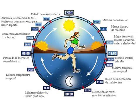 Infografía sobre el reloj circadiano y metabolismo en adultos mayores