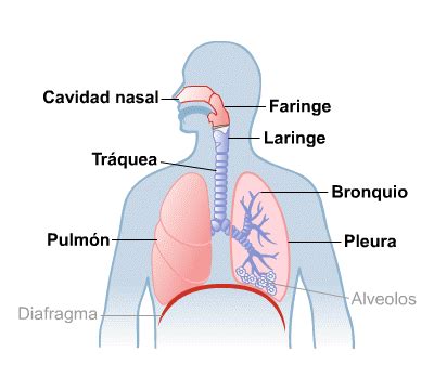 Esquema de las vías respiratorias y pulmones