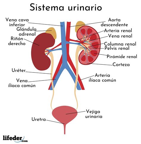 Esquema anatómico del sistema urinario y digestivo inferior en adultos