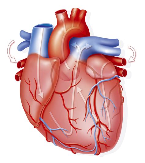 Esquema de un corazón humano y cómo bombea sangre, con un énfasis en el concepto de ritmo cardíaco
