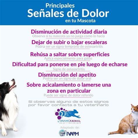 Infografía: Señales de dolor dental en perros senior