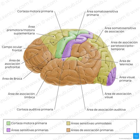 Esquema ilustrativo del cerebro humano señalando las áreas de procesamiento sensorial y asociativas relacionadas con la agnosia.
