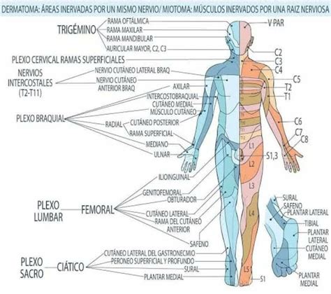 Esquema de los niveles medulares y los dermatomas evaluados en la escala ASIA