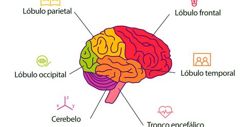 Ilustración digital del cerebro y sus partes