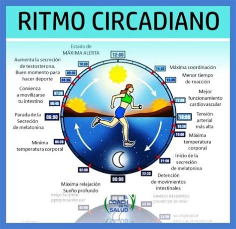 Diagrama del ritmo circadiano y su afectación por la luz
